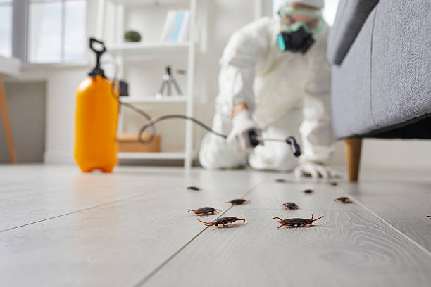 Post-Treatment Bed Bug Interceptor Monitoring in Childress